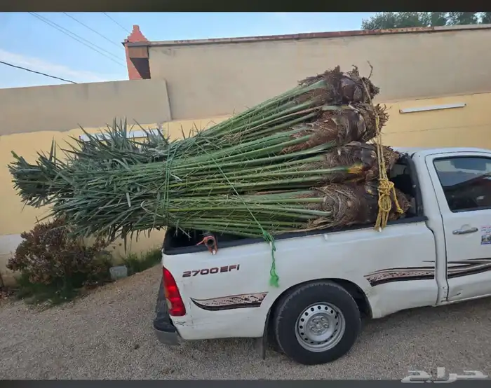 يوجد لدينا جميع انواع النخيل وجميع مقاساته وسعارمناسبه 0
