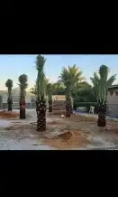 تحت اشراف ابو فهمان الوهبي جميع انواع النخيل موجوده بانواعها 3