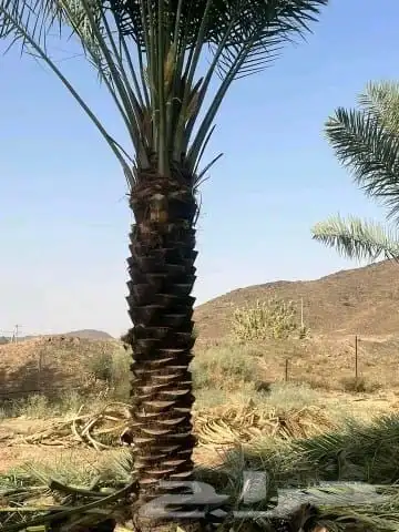 يوجد لدينا جميع انواع النخيل وجميع مقاساته وسعارمناسبه 1