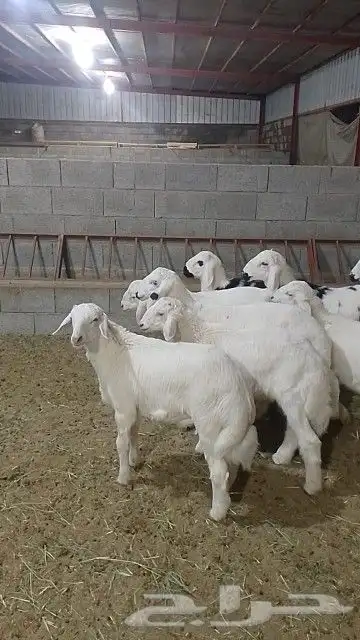 خرفان كله قاطع وصف 4