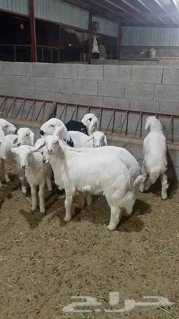 خرفان كله قاطع وصف 3
