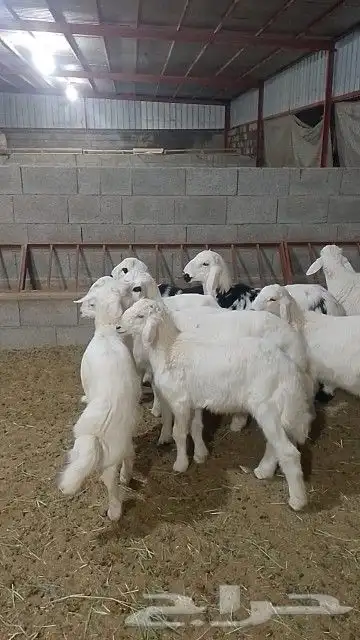 خرفان كله قاطع وصف 1