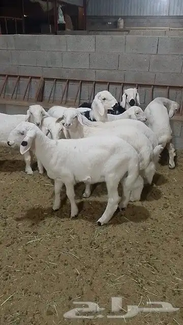 خرفان كله قاطع وصف 5