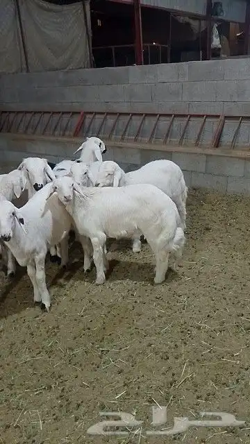 خرفان كله قاطع وصف 0