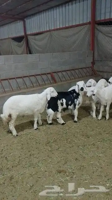 خرفان كله قاطع وصف 2