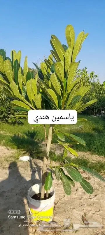 مزارع ومنسق حدائق 6