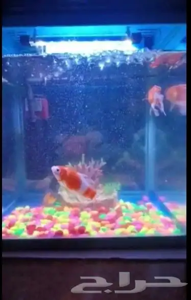 حوض سمك 0