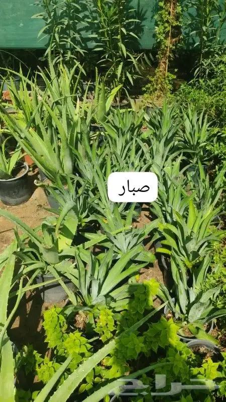 مزارع ومنسق حدائق 5