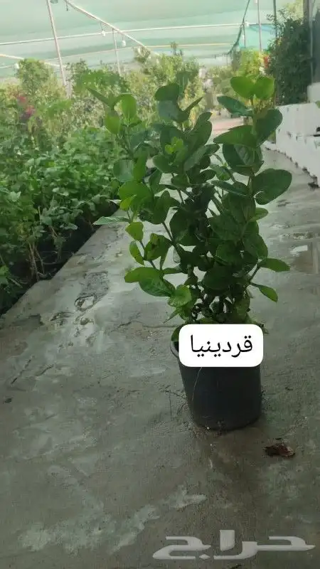 مزارع ومنسق حدائق 4