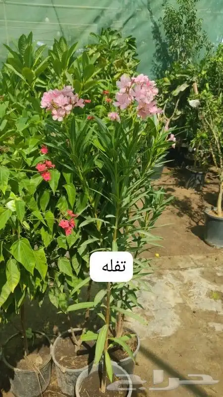 مزارع ومنسق حدائق 1