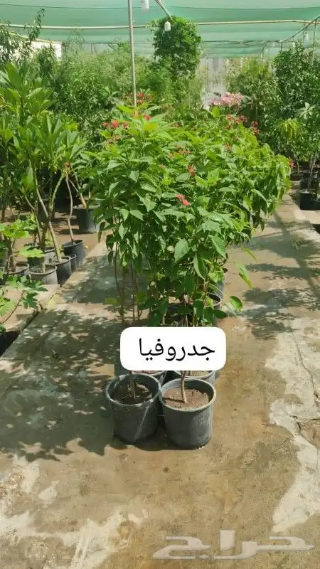 مزارع ومنسق حدائق 7