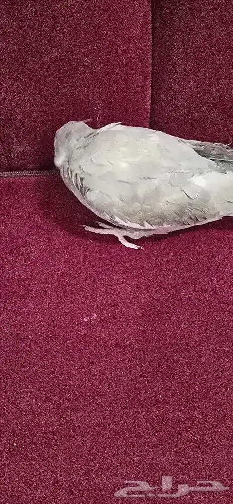 كروان انثى هولندي 3