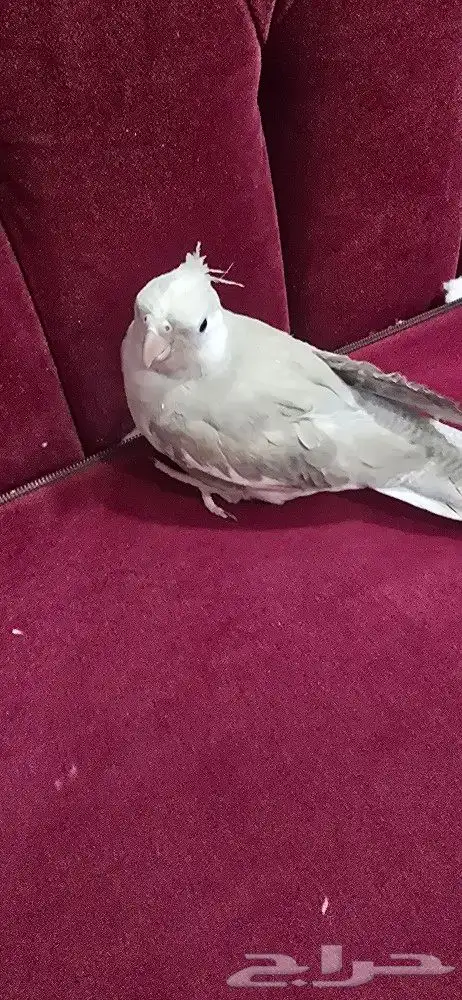 كروان انثى هولندي 5