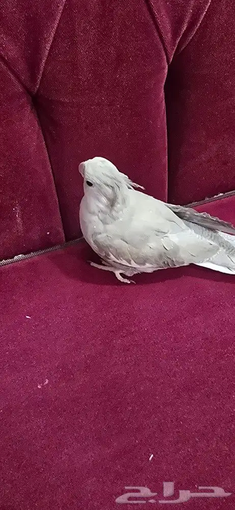 كروان انثى هولندي 0