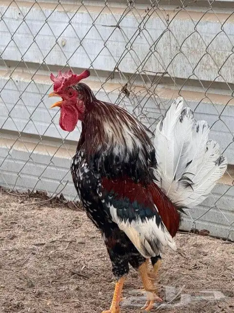 ديك ترثة مكنتوش 2