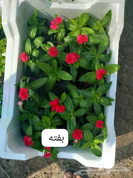 مزارع ومنسق حدائق 2