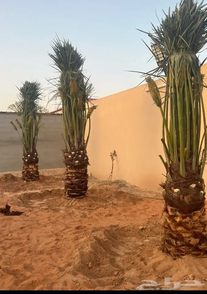 يوجد لدينا جميع انواع النخيل وجميع مقاساته وسعارمناسبه 3
