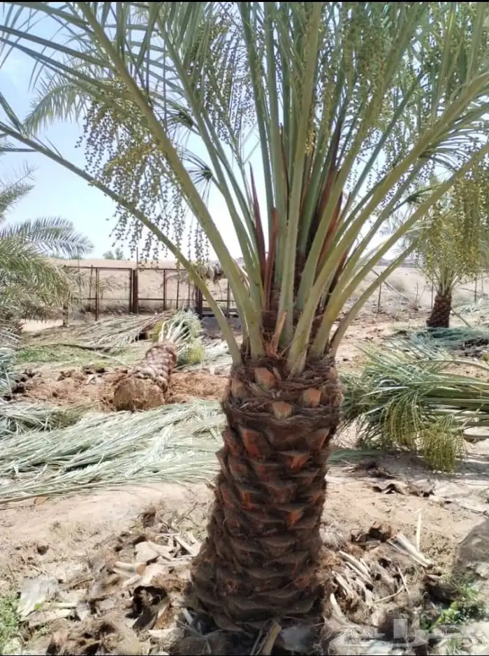 يوجد لدينا جميع انواع النخيل وجميع مقاساته وسعارمناسبه 4