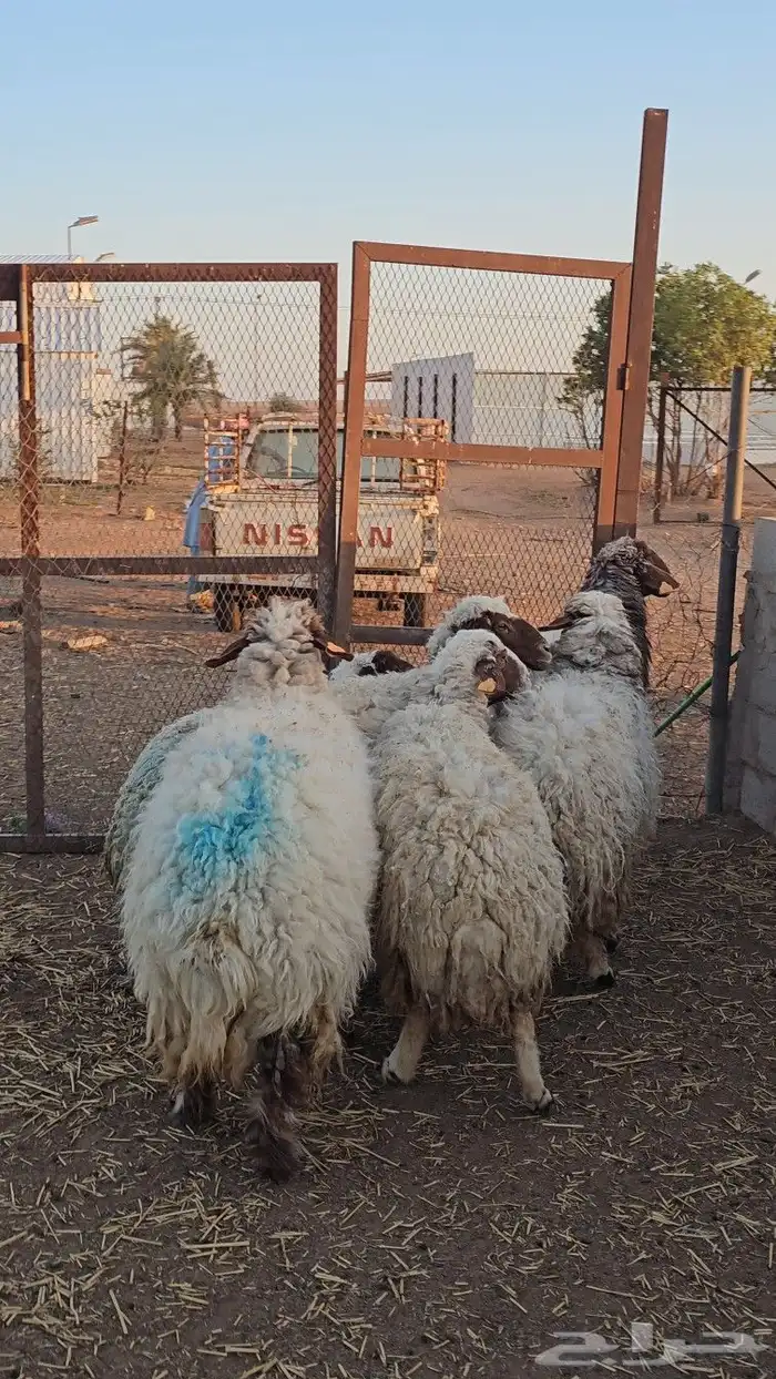 شياه نعيم حيل سمان 0