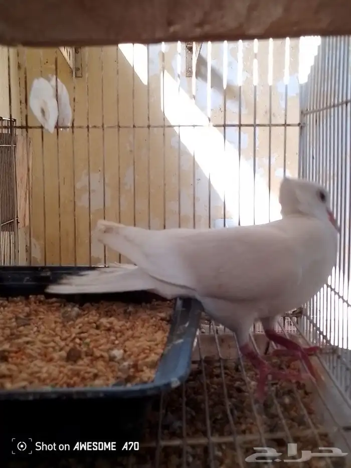 للبيع ذكر حمام ياكريم اكرست عيون حمراء 2