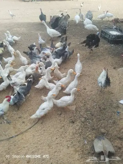 بط بكيني العمر ثلاثة شهور الاحجام طيبه 0