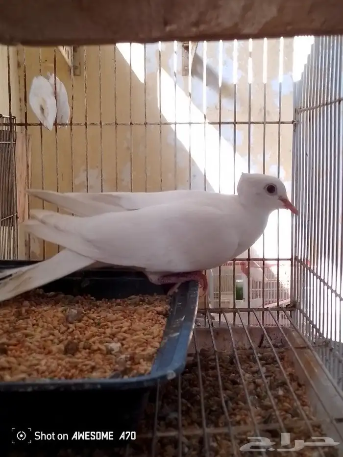 للبيع ذكر حمام ياكريم اكرست عيون حمراء 0