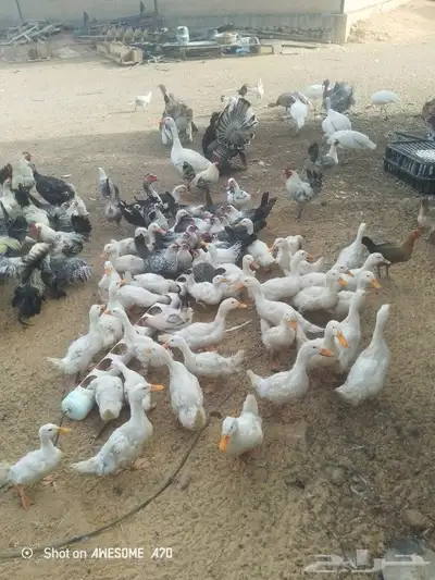 بط بكيني العمر ثلاثة شهور الاحجام طيبه 1