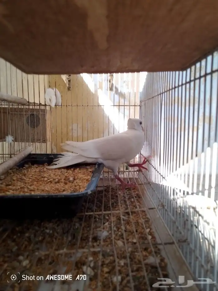 للبيع ذكر حمام ياكريم اكرست عيون حمراء 5
