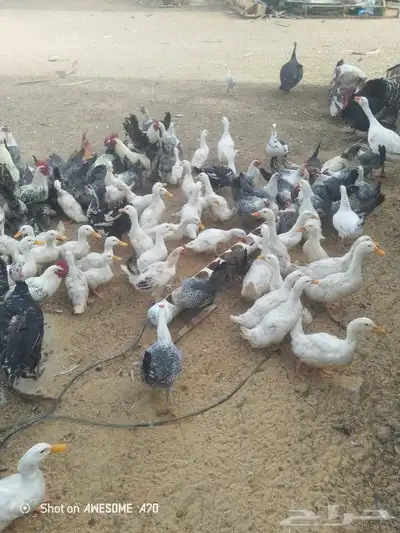 بط بكيني العمر ثلاثة شهور الاحجام طيبه 2
