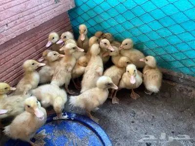 صوص بط مع التوصيل جدة 0