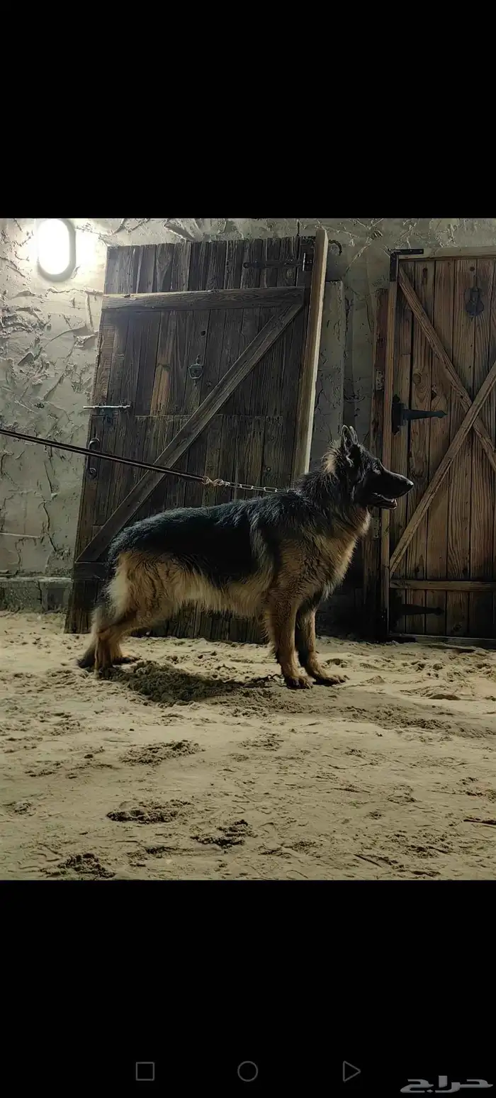 كلب جيرمن شيبرد شولاين 3