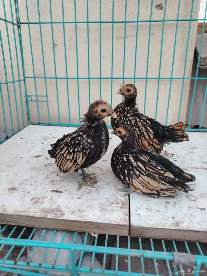 صوص سبرايت تم البيع 0