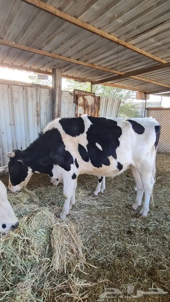 ثور هولندي 0