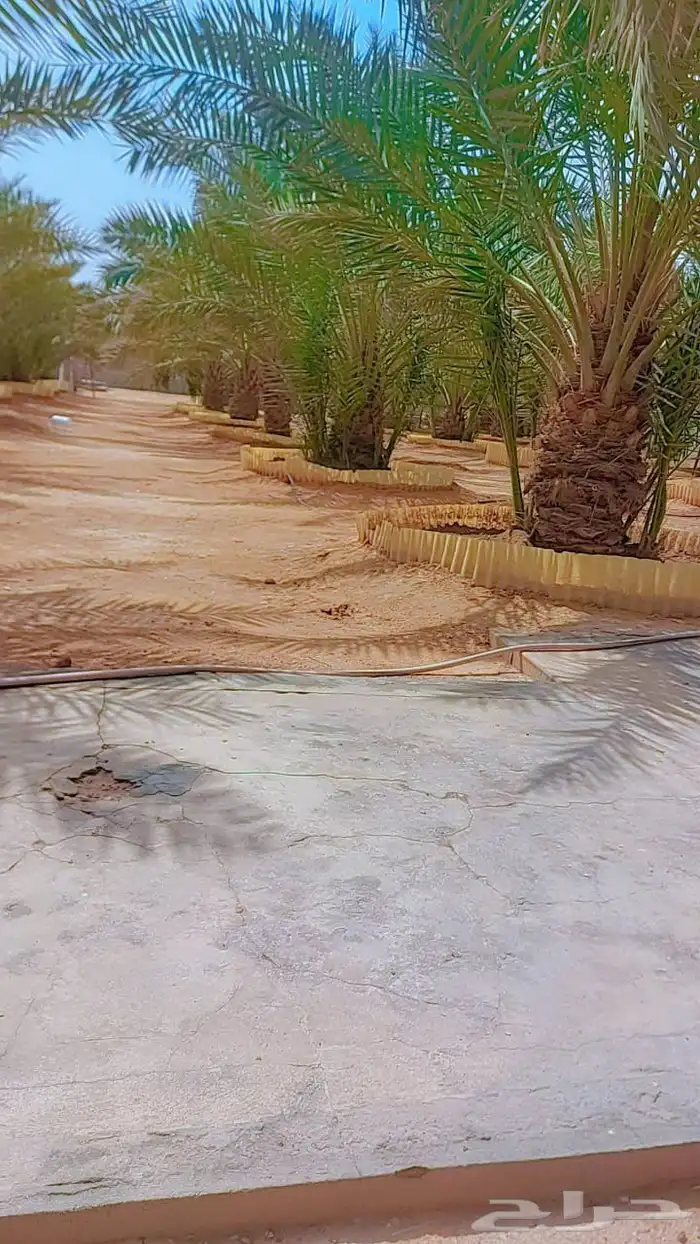 الخرج الهياثم العفجه نجديه الرحمانيه الشديده الرفايع العتيق 2