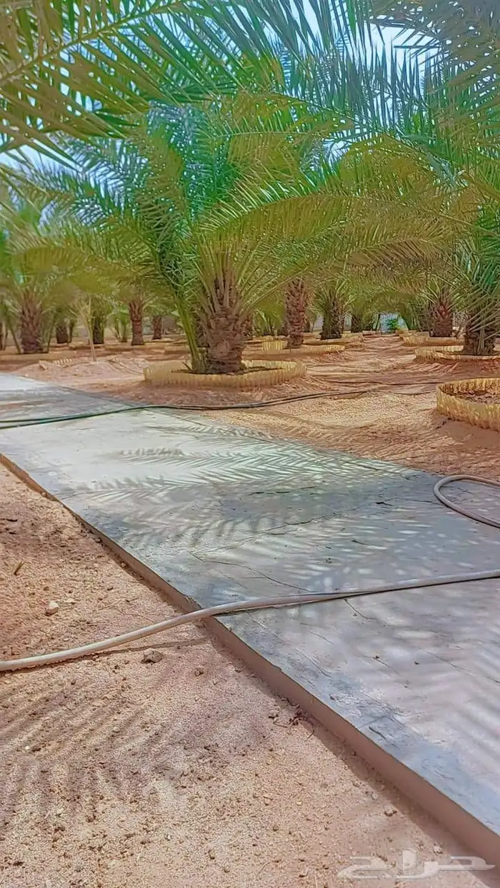 الخرج الهياثم العفجه نجديه الرحمانيه الشديده الرفايع العتيق 1