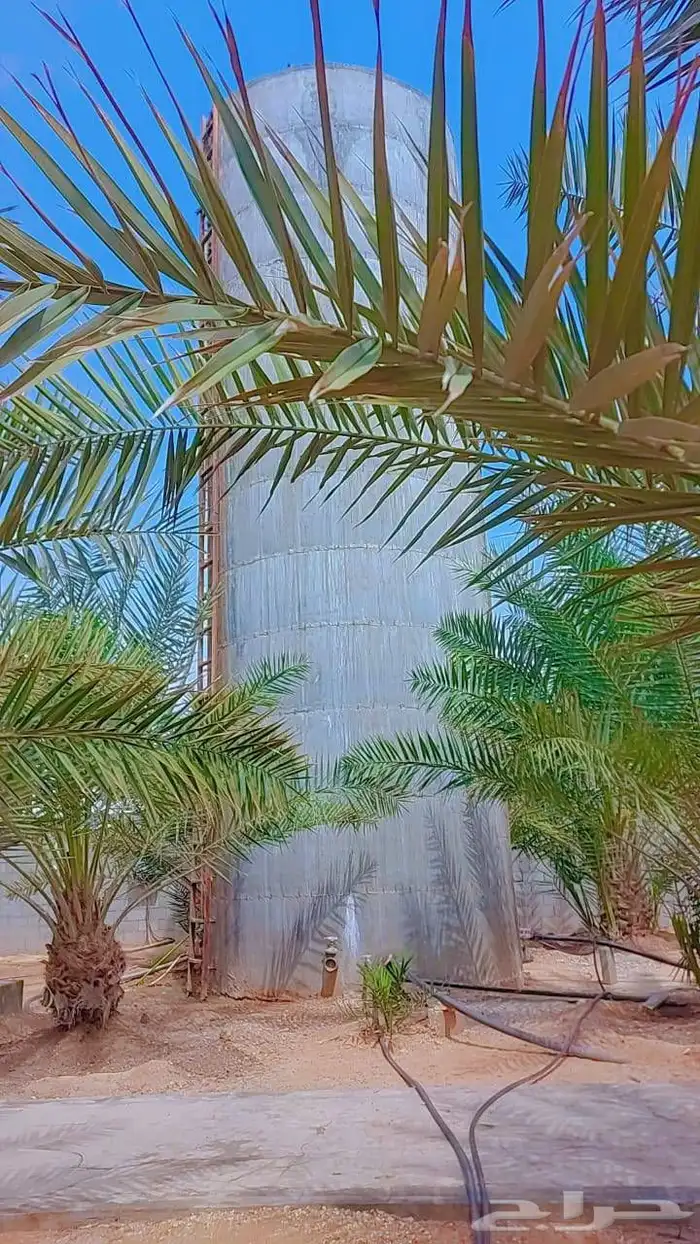 الخرج الهياثم العفجه نجديه الرحمانيه الشديده الرفايع العتيق 0