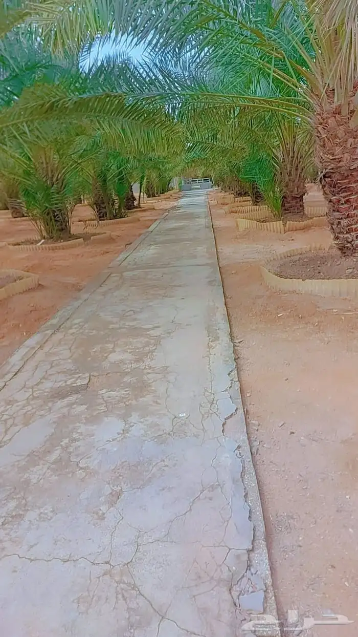 الخرج الهياثم العفجه نجديه الرحمانيه الشديده الرفايع العتيق 3
