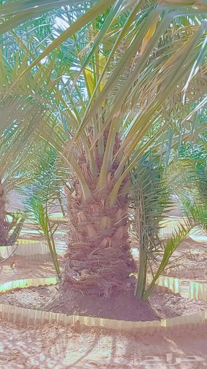 الخرج الهياثم العفجه نجديه الرحمانيه الشديده الرفايع العتيق 7