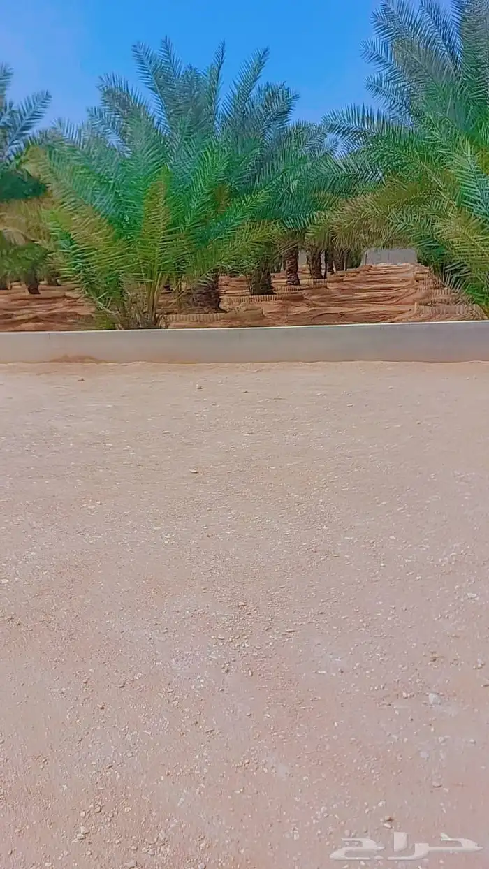 الخرج الهياثم العفجه نجديه الرحمانيه الشديده الرفايع العتيق 4