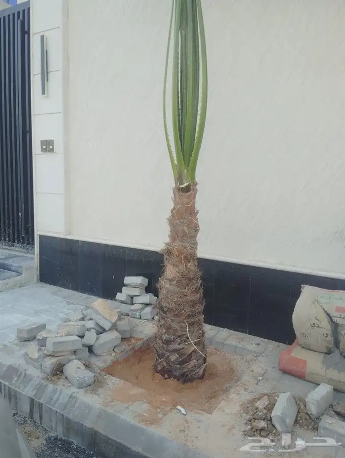 يوجد لدينا جميع انواع انخل لعربي وشنطي 0