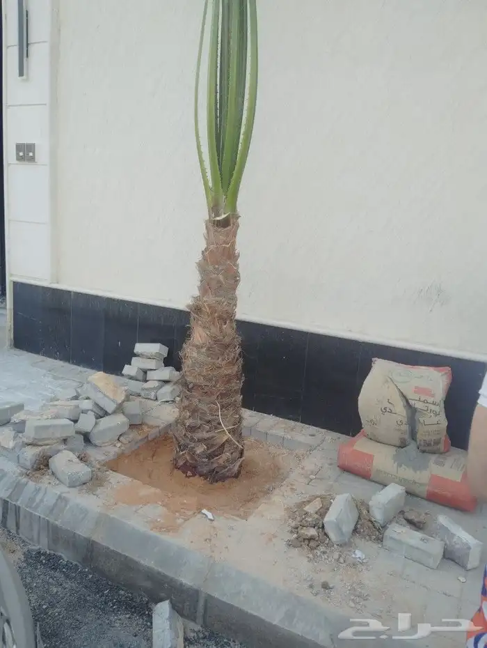 يوجد لدينا جميع انواع انخل لعربي وشنطي 1