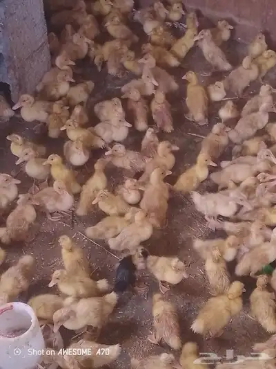 صوص بط بكيني 0