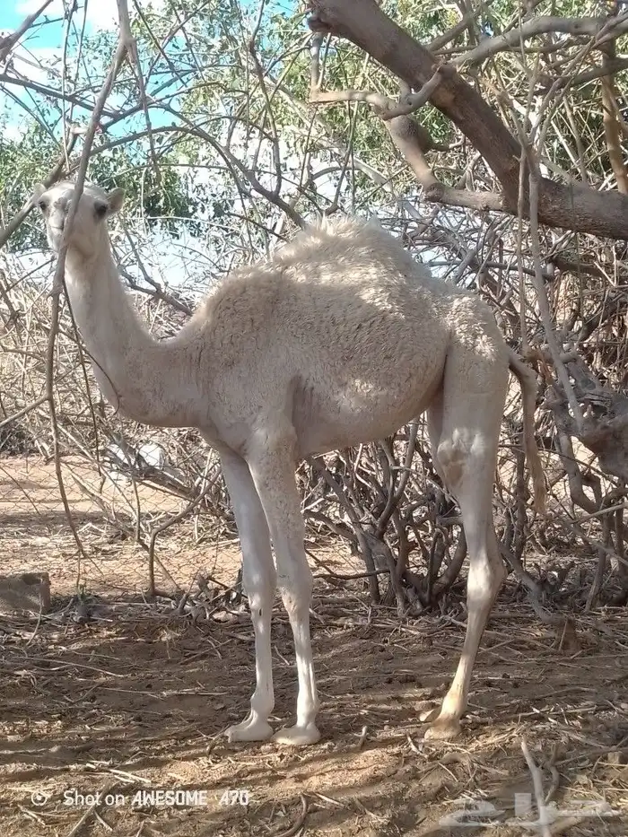 بكره ناهيه عمر ها 7شهور 0
