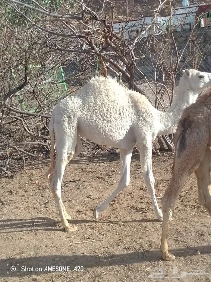 بكره ناهيه عمر ها 7شهور 2