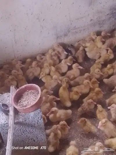 صوص بط بكيني 1