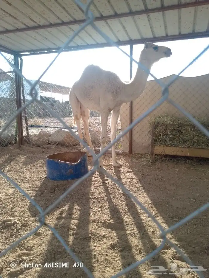 بكره ناهيه عمر ها 7شهور 3