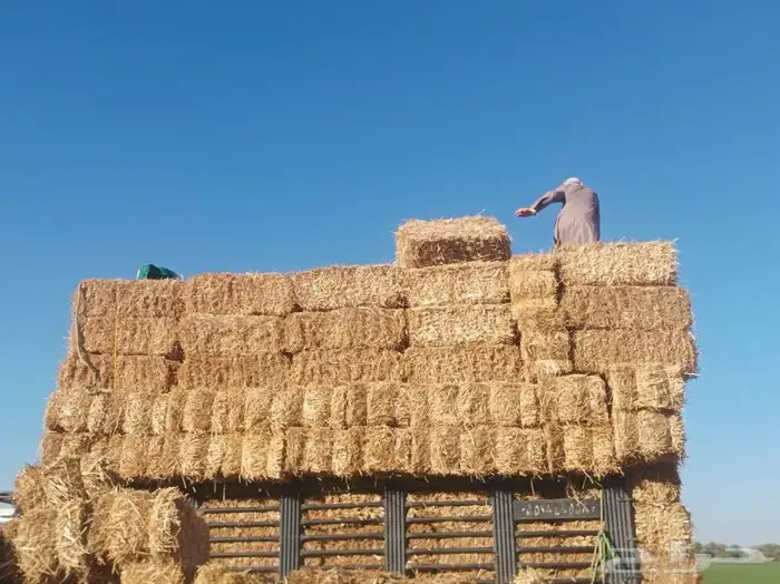 موجود تبن قمح شده طيب 0
