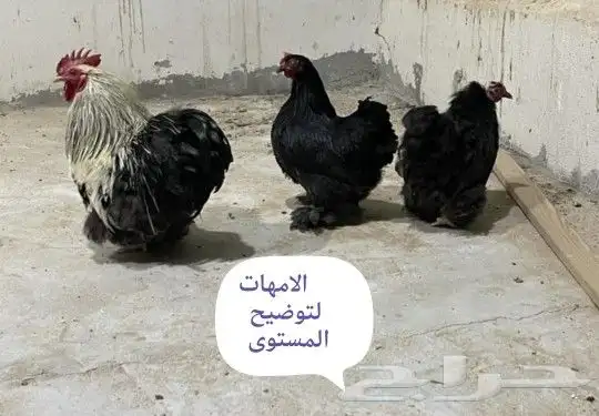 دجاج كوشن قزمي 1