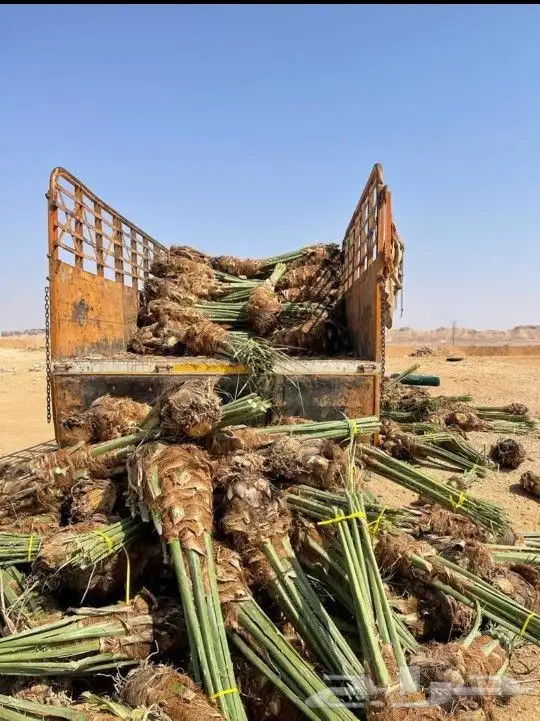 تركيب شبوك ونخيل جميع انواعه 4