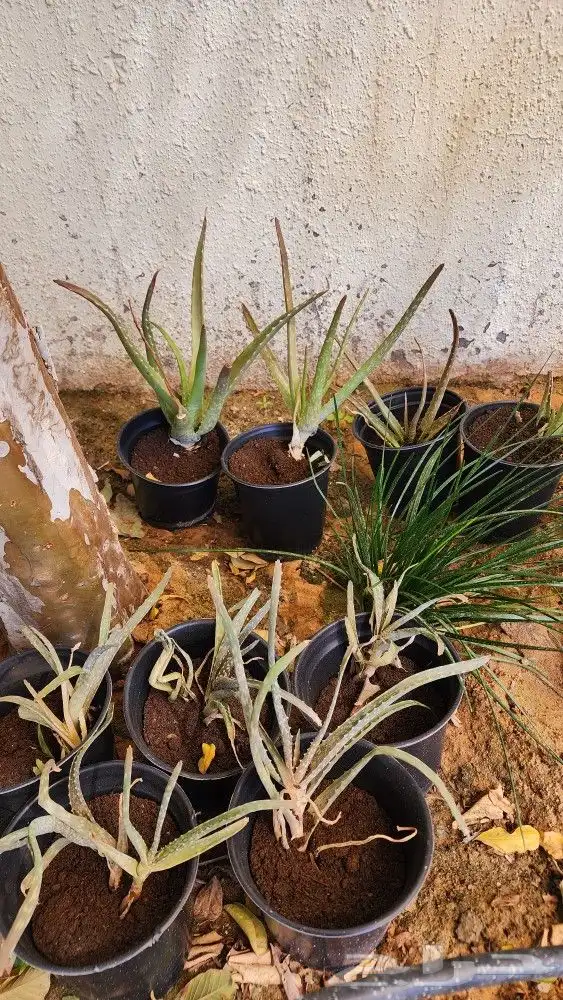 نبات صبار الالوفيرا Aloe vera . 3